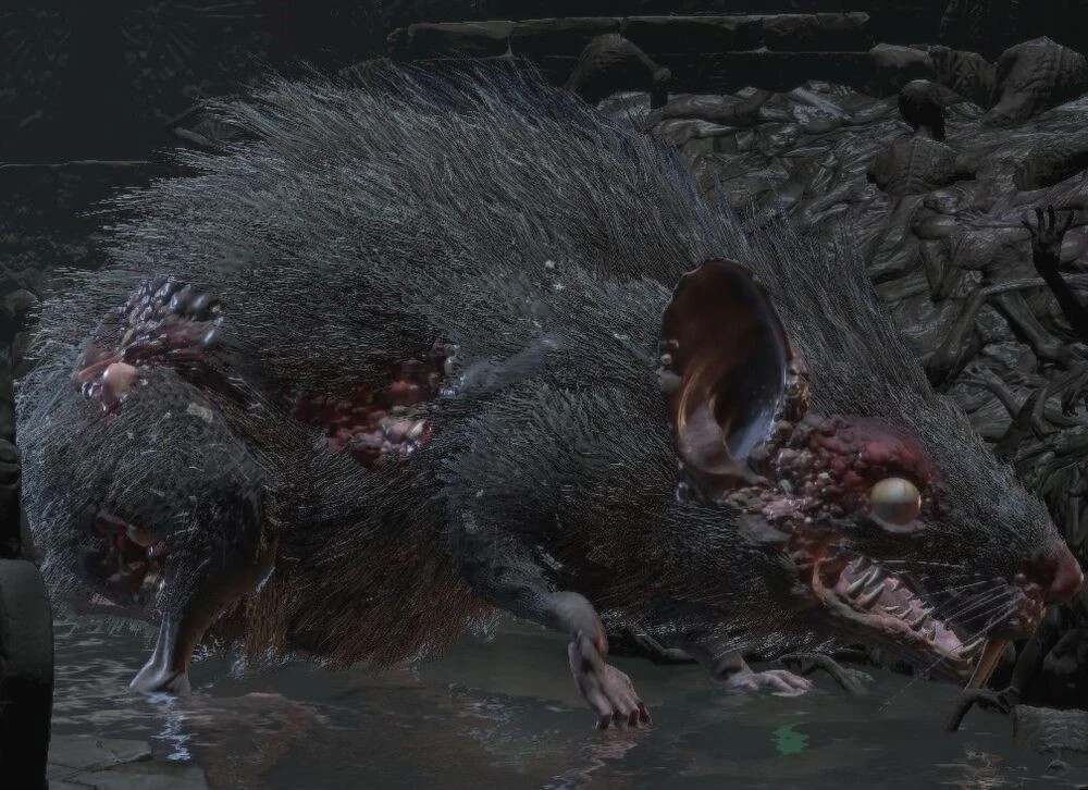 Гигантская крыса (Dark Souls III)