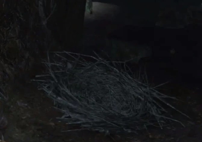 Дина и Тилло